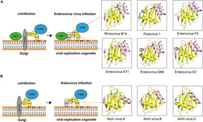 Emerging Role for Acyl-CoA Binding Domain Containing 3 at Membrane Contact Sites During Viral Infection